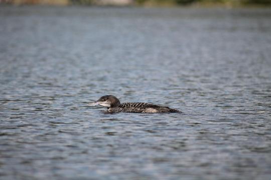 Campground Details CAROGA LAKE CAMPGROUND, NY New York State Parks